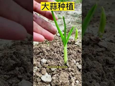 簡單種蒜頭|蒜頭種植方式祕訣：一步步種出優質蒜頭 